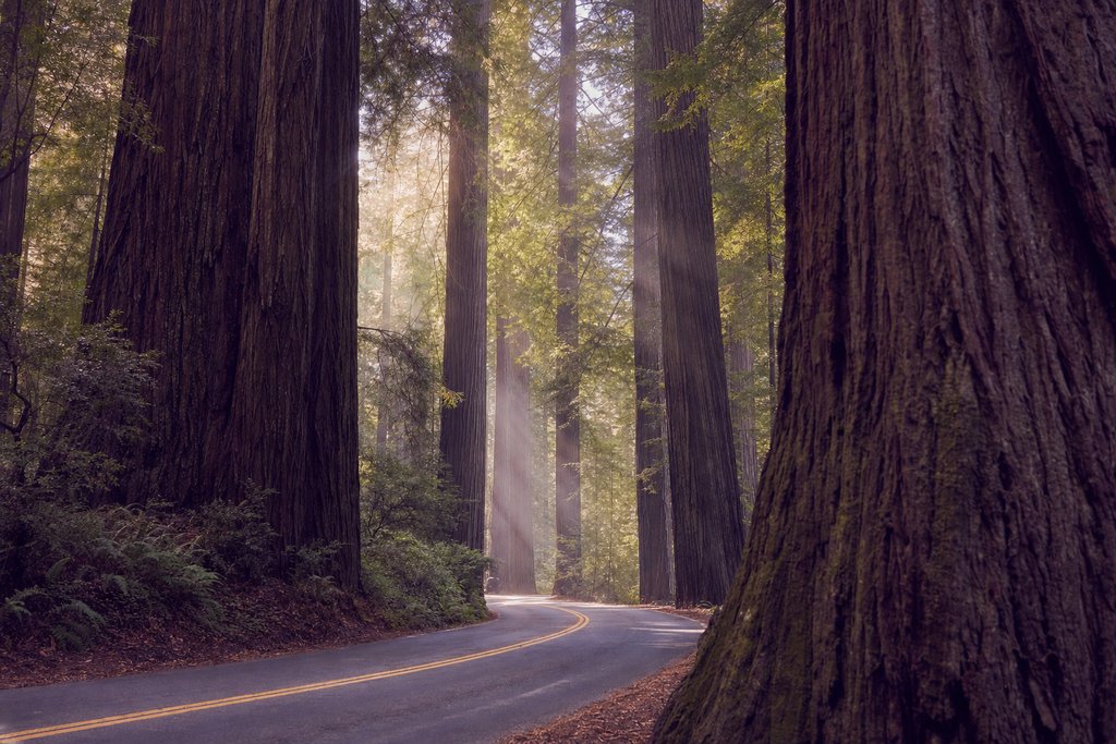 A road curving between enormous redwood trunks with shafts of light through the canopy. (AI-generated image)