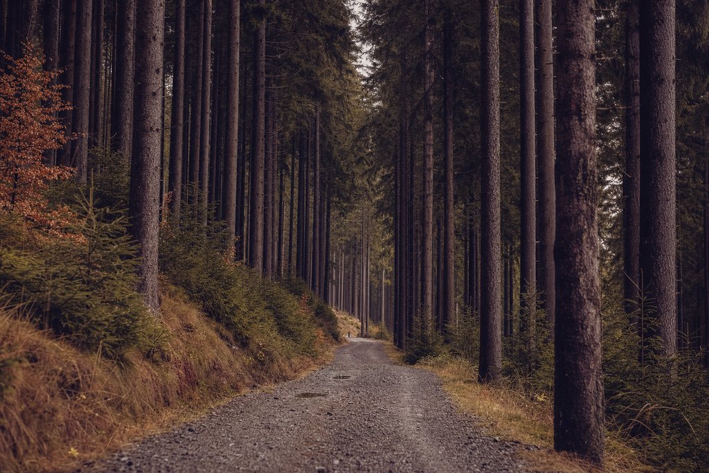 a gravel forest track disappearing between very tall straight conifer trunks. (AI-generated image)