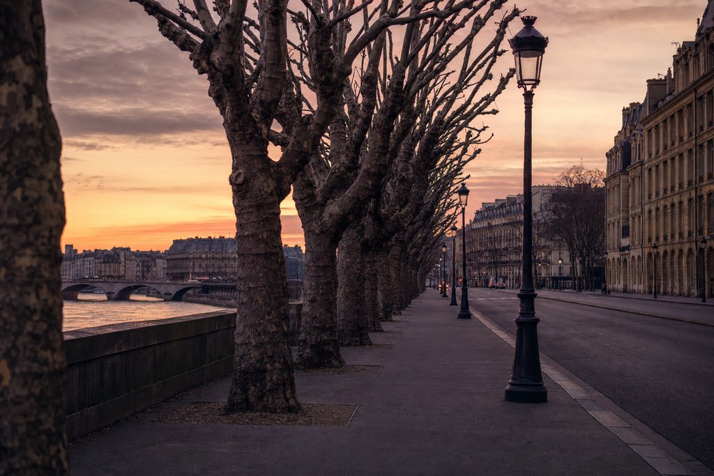 a row of bare pollarded trees along a wide grey European boulevard at dusk. (AI-generated image)