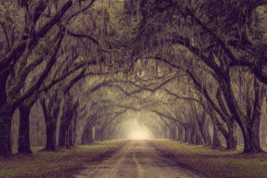 an avenue of moss-hung oaks receding into low morning mist. (AI-generated image)