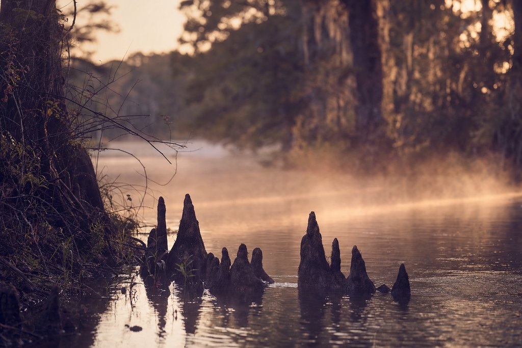 a misty freshwater creek at dawn with cypress knees breaking the surface. (AI-generated image)