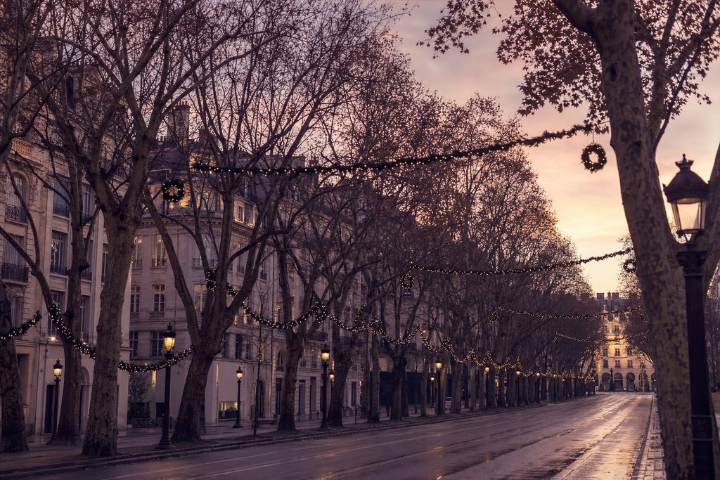 A wide European avenue of bare plane trees hung with festive garlands at dusk. (AI-generated image)