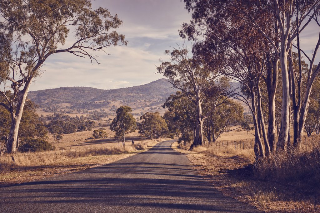 A country road running through dry golden paddocks with scattered gum trees, Victoria. (AI-generated image)