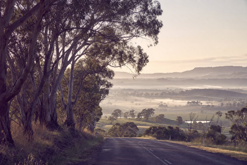 A country road running through dry golden paddocks with scattered gum trees, Victoria. (AI-generated image)