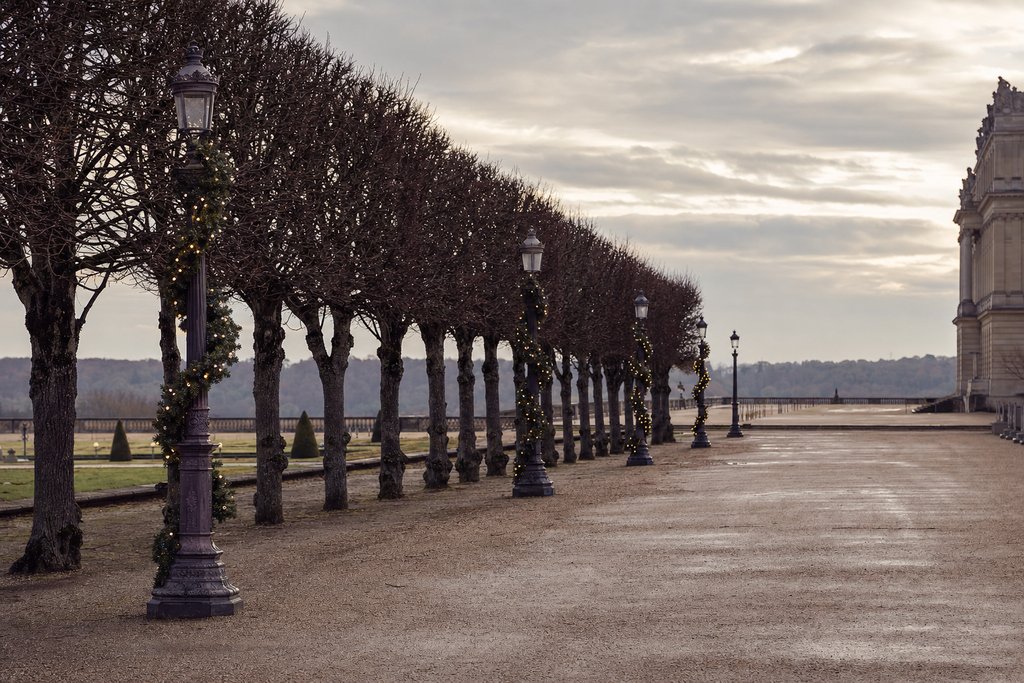 A wide European avenue of bare plane trees hung with festive garlands at dusk. (AI-generated image)