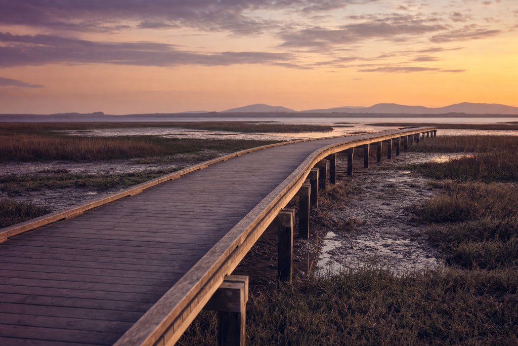 A timber boardwalk crossing tidal salt marsh at low tide in the evening. (AI-generated image)