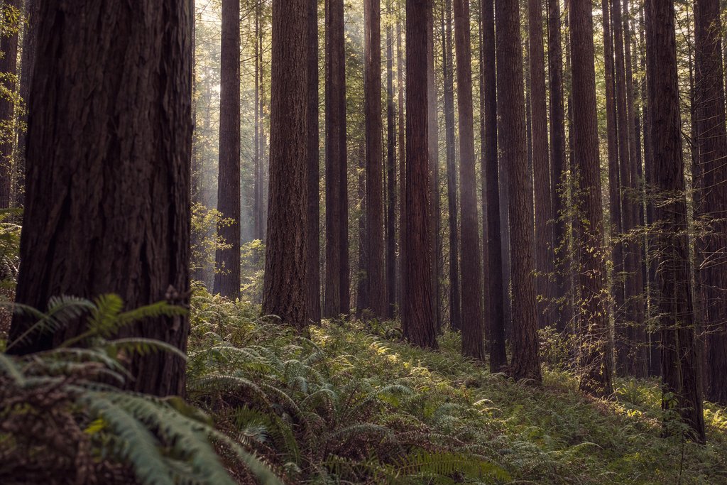 Tall straight conifer trunks in regular rows above a bare forest floor, shafts of light. (AI-generated image)