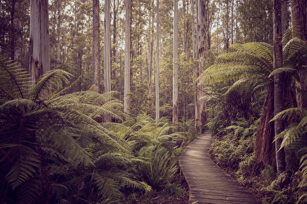 A fern gully of tree ferns and a timber boardwalk beneath tall mountain ash. (AI-generated image)