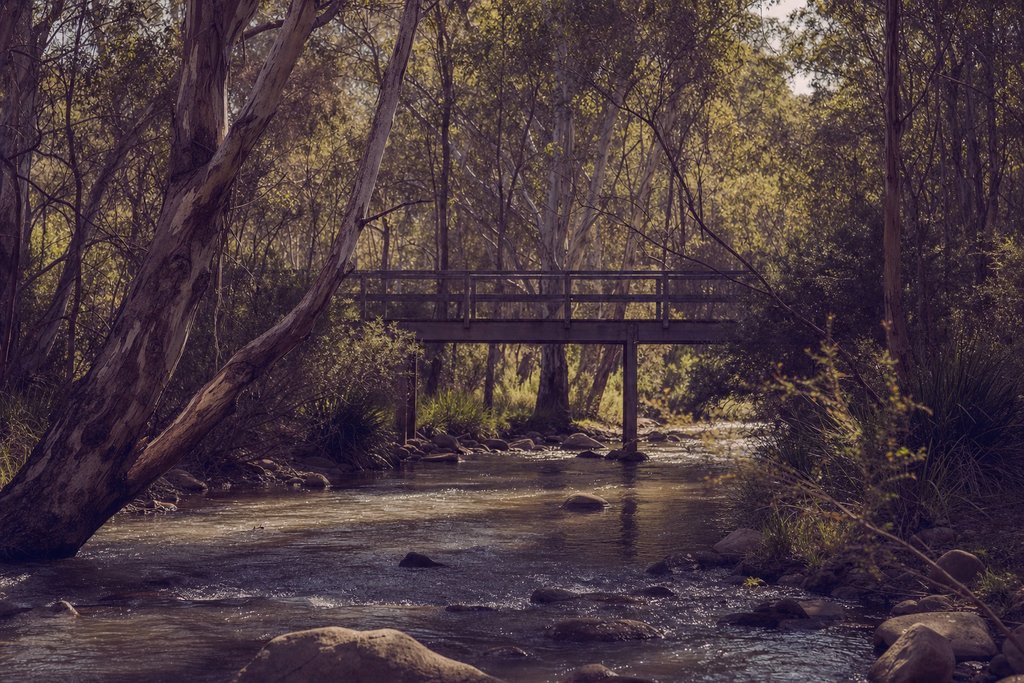 A narrow river with a timber footbridge and eucalypts in dappled light. (AI-generated image)